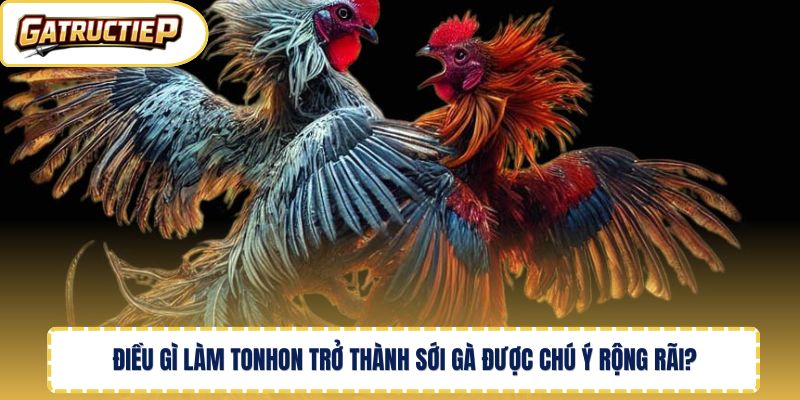Điều gì làm Tonhon trở thành sới gà được chú ý rộng rãi? 