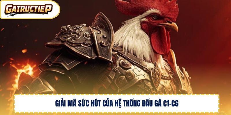 Giải mã sức hút của hệ thống đấu gà C1-C6 